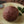 Load image into Gallery viewer, おはぎ(小豆)